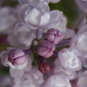 Flieder Syringa hyacinthiflora 'Anabel'