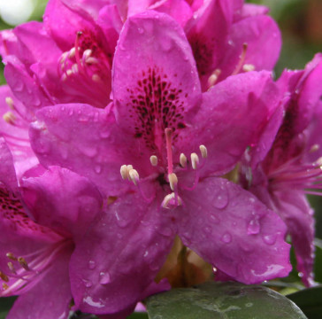 Rhododendron hybride 'Anah Kruschke'