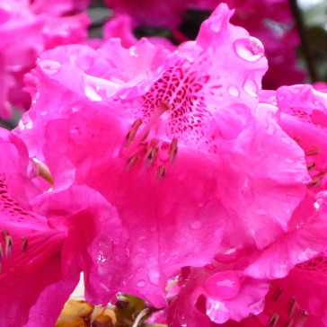 Rhododendron hybride  'August Lamken'