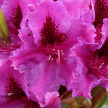 Rhododendron hybride 'Azurro'