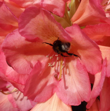 Rhododendron hybride 'Balalaika'