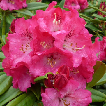 Rhododendron hybride 'Berliner Liebe'