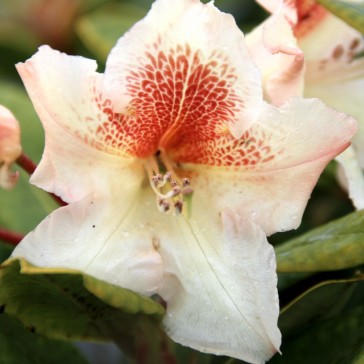 Rhododendron hybride 'Bernstein'