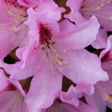 Rhododendron hybride 'Cheer'
