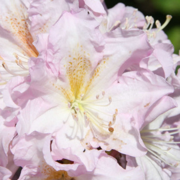 Rhododendron hybride 'Dagmar'