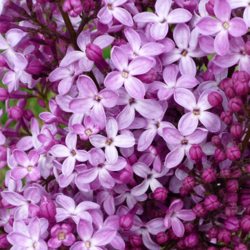 Syringa hyacinthiflora 'Dark Night'