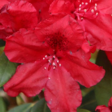 Rhododendron hybride 'Erato'®