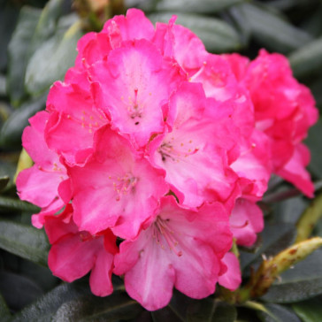 Rhododendron Yakushimanum 'Fantastica'