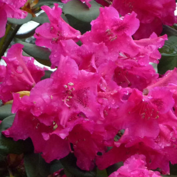 Rhododendron hybride 'Gartendirektor Glocker'