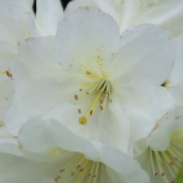 Rhododendron hybride 'Goldfort'