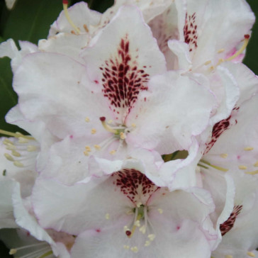 Rhododendron hybride 'Gudrun'