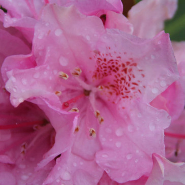 Rhododendron hybride 'Helsinki University'