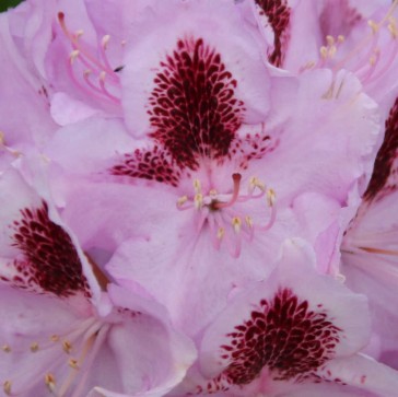 Rhododendron hybride 'Humboldt'