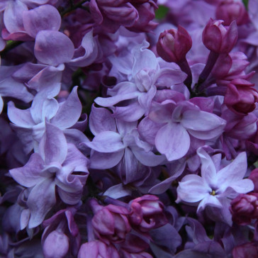Flieder Syringa vulgaris 'Izobilie'