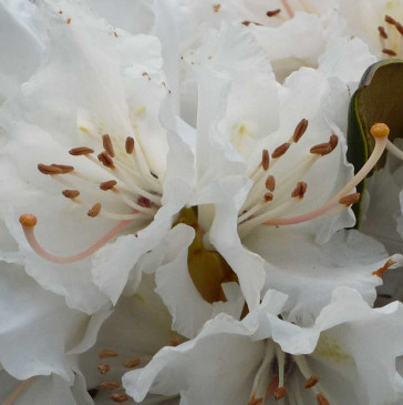 Rhododendron hybride 'Jacksonii'