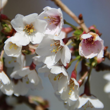 Prunus „Kojou-no-mai“