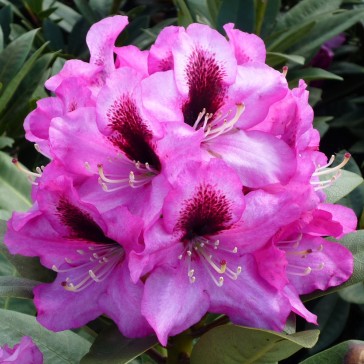 Rhododendron hybride 'Kokardia'