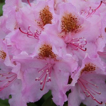 Rhododendron hybride 'Lita'