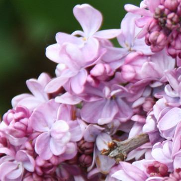 Flieder Syringa vulgaris 'Maréchal Lannes'