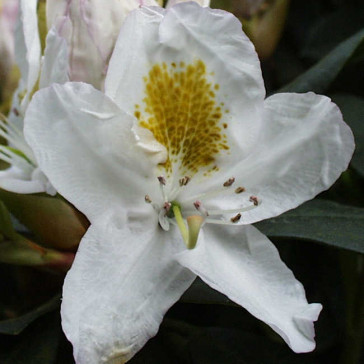 Rhododendron hybride 'Madame Masson'