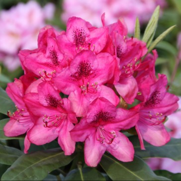Heckenware Rhododendron hybride ΄Nova Zembla΄