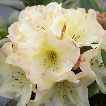 Rhododendron hybride 'Odee Wright'