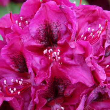 Rhododendron hybride  'Olin O.Dobbs'