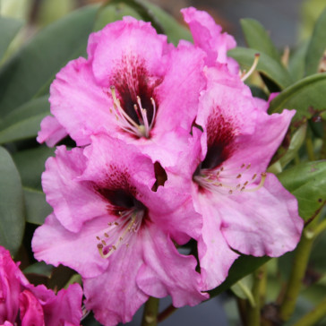 Rhododendron hybride 'Ornament'