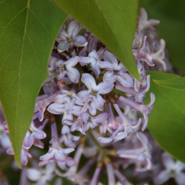 Flieder Syringa vulgaris 'Pale Blue'
