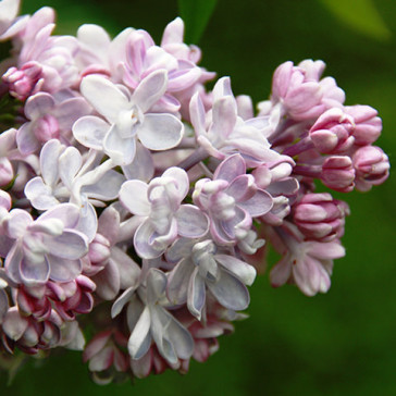 Flieder Syringa vulgaris 'Polina Osipenko'