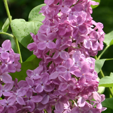 Flieder Syringa vulgaris 'Poltava'