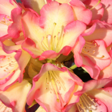 Rhododendron hybride 'Robert de Belder'®