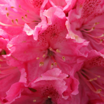 Rhododendron hybride 'Rocket'
