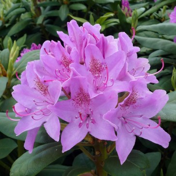 Heckenware Rhododendron hybride ΄Roseum Elegans΄