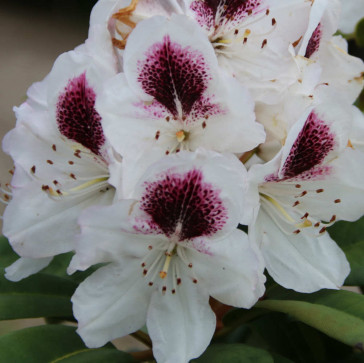 Rhododendron hybride 'Sappho'