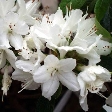Rhododendron yakushimanum 'Schneewittchen'
