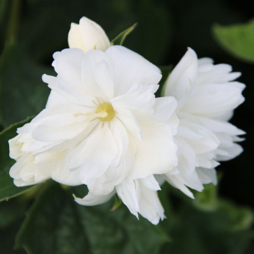 Philadelphus 'Snowflake'