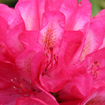 Rhododendron hybride  'Souvenir of A.Waterer'
