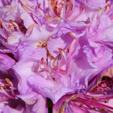 Rhododendron hybride 'Spiriditis Däumling'
