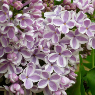 Flieder Syringa vulgaris 'Lila Wonder®'