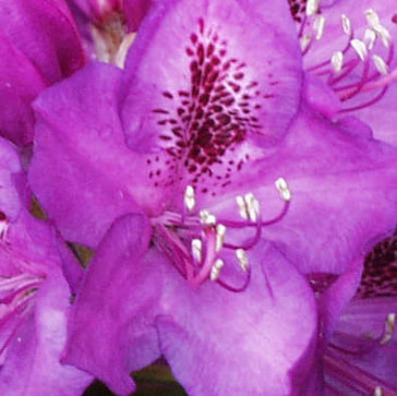 Rhododendron hybride 'Violett Blue'