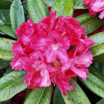 Rhododendron hybride 'Marianne von Weizsäcker'