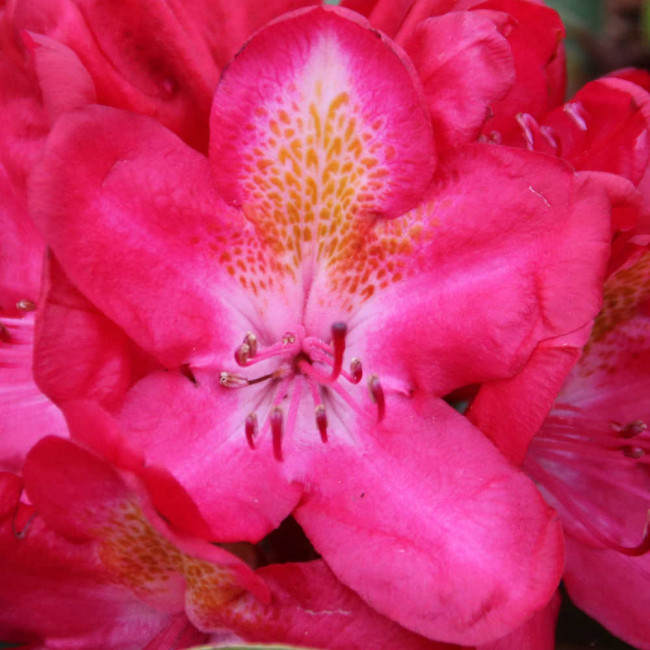 Rhododendron hybride 'Junifeuer' Fliedertraum