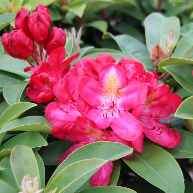 Rhododendron hybride 'Junifeuer' Fliedertraum