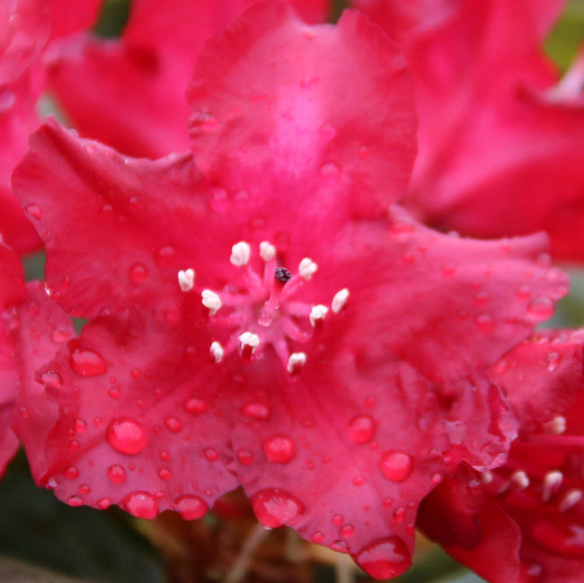 Rhododendron hybride 'Sammetglut' Fliedertraum