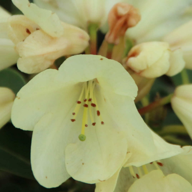 Rhododendron hybride 'Stadt Westerstede' Fliedertraum