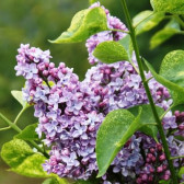 Flieder Syringa vulgaris 'Aucubeafolia'