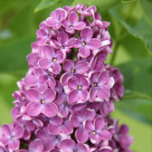 Syringa vulgaris 'Dark Koster'