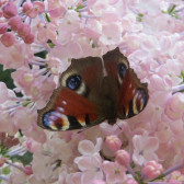 Flieder Syringa hyacinthiflora 'Maidens Blush'