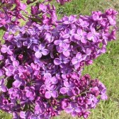 Flieder Syringa hyacinthiflora 'Pocahontas'